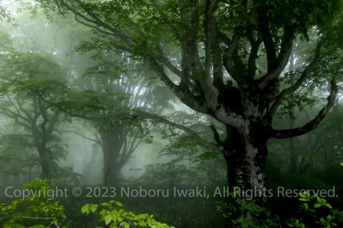 十和田湖外輪山のブナの巨木の森