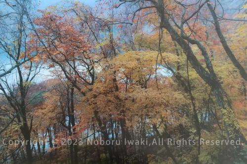 樹間から見える十和田湖ブルー