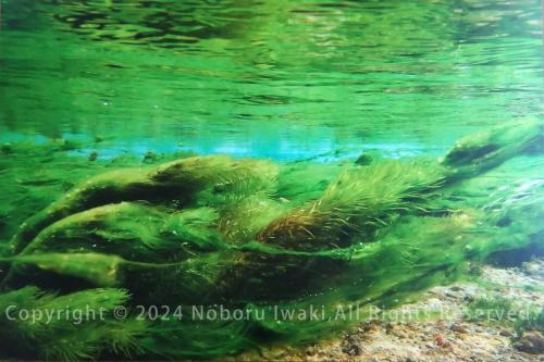 グダリ沼の水中から